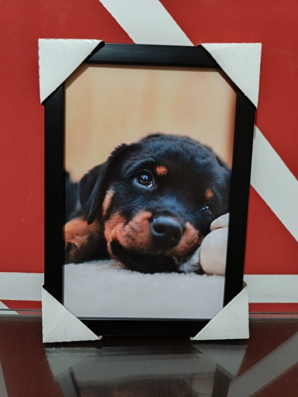 quadro filhote de rottweiler