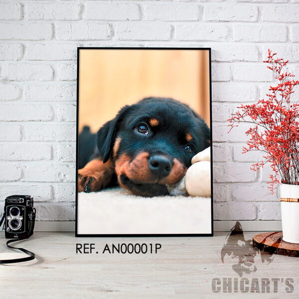 filhote de rottweiler